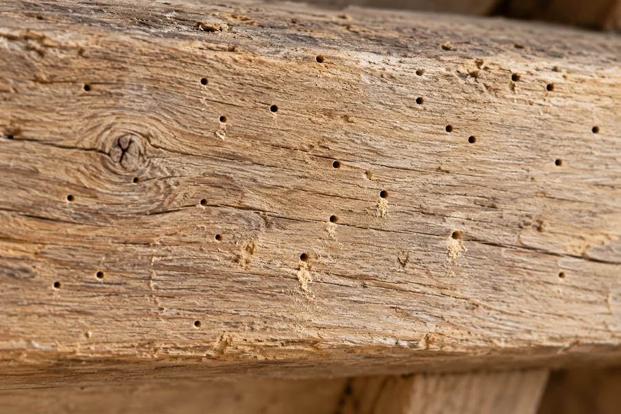 Kleine uitvliegopeningen en boormeel in een houten balk